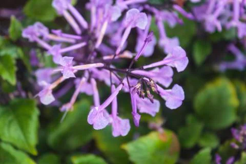 Lavender Stock Photos