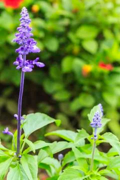 Lavender Stock Photos