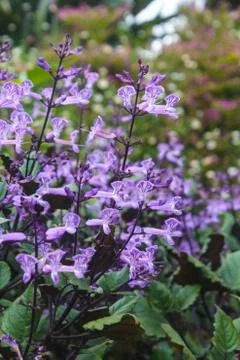 Lavender Stock Photos