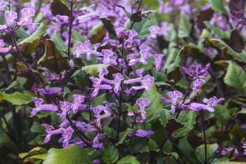 Lavender Stock Photos