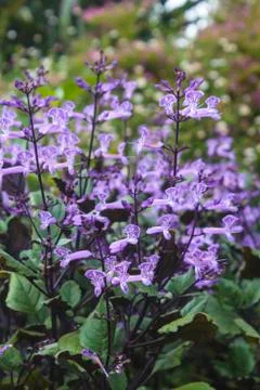 Lavender Stock Photos