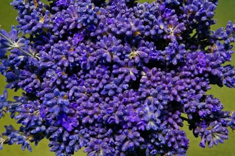 Lavender Stock Photos