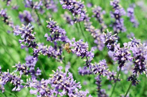 Lavender Stock Photos