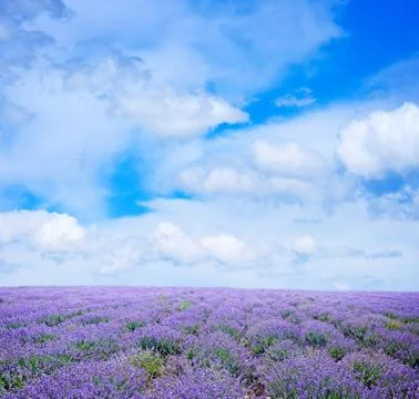 Lavender Stock Photos