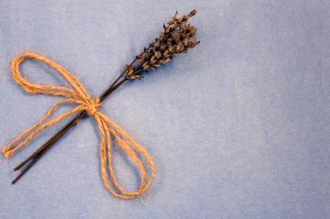 Lavender Stock Photos