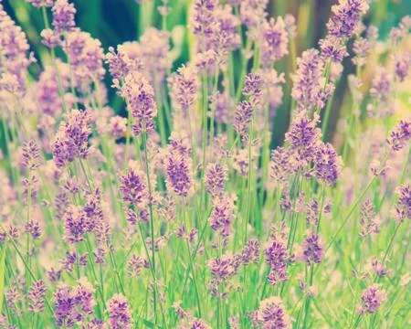 Lavender Stock Photos