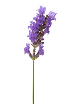 Lavender Stock Photos