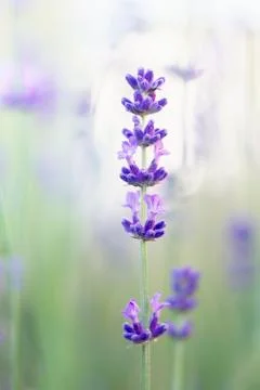 Lavender Stock Photos