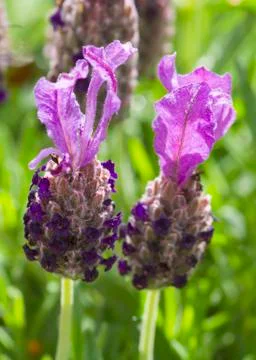 Lavender Stock Photos