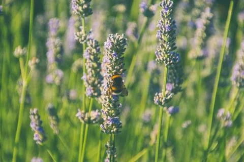 Lavender Stock Photos