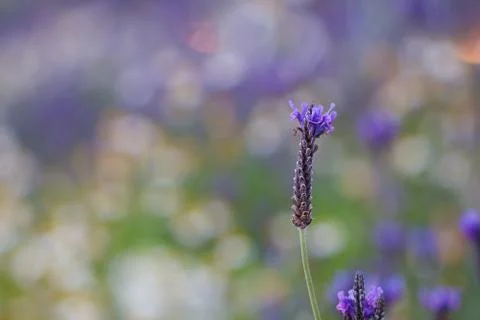 Lavender Foto stock
