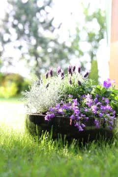 Lavender Stock Photos