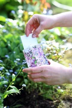 Lavender Stock Photos
