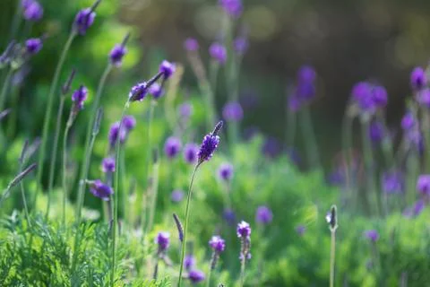 Lavender Stock Photos