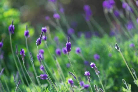Lavender Stock Photos