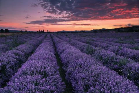 Lavender Stock-Fotos