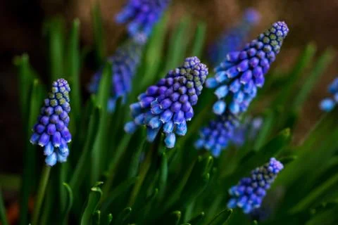 Lavender Stock Photos
