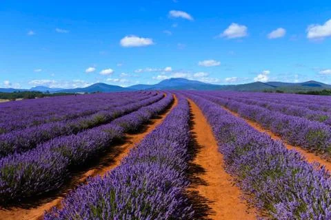 Lavender Stock Photos