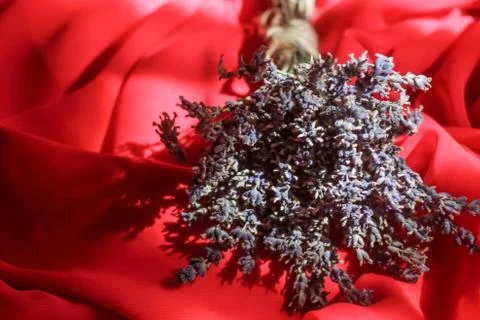 Lavender Stock Photos