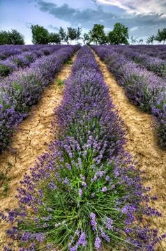Lavender Stock Photos