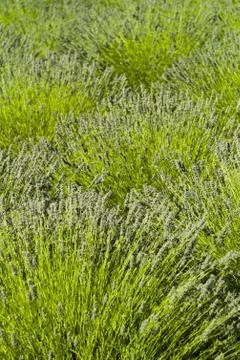 Lavender Stock Photos