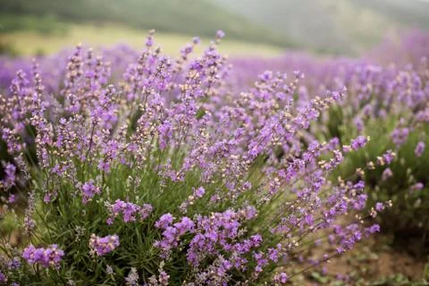 Lavender Stock Photos