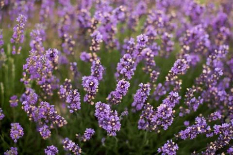 Lavender Stock Photos