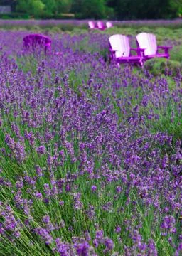 Lavender Stock Photos