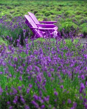 Lavender Stock Photos
