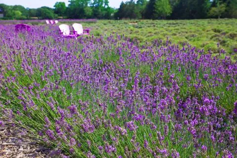 Lavender Stock Photos