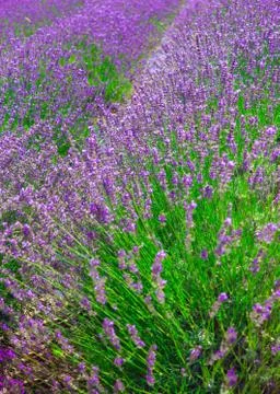 Lavender Stock Photos