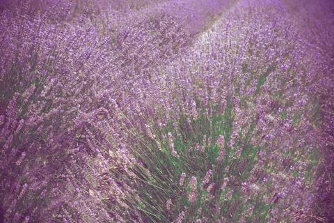 Lavender Stock Photos