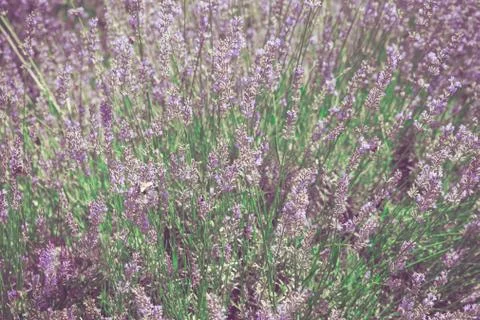 Lavender Stock Photos