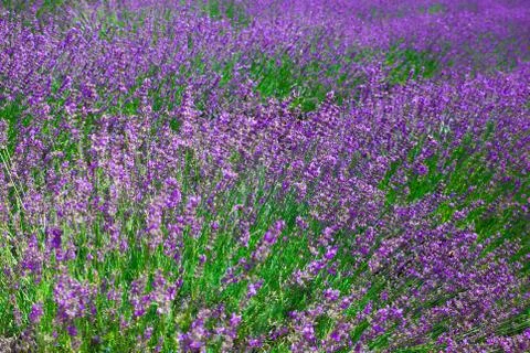 Lavender Stock Photos