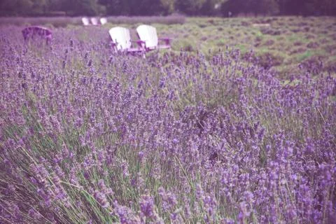 Lavender Stock Photos