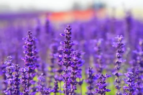 Lavender Stock Photos