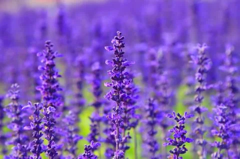 Lavender Stock Photos