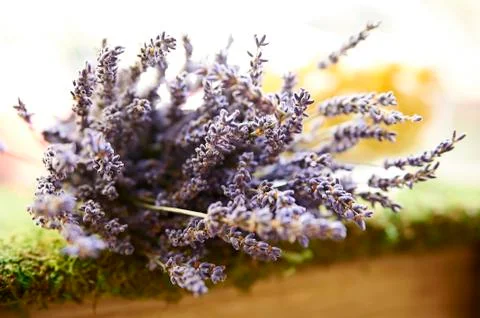 Lavender Stock Photos