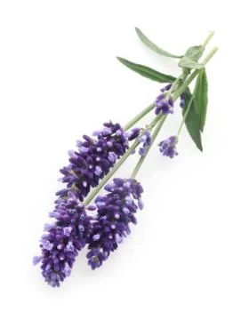 Lavender Stock Photos