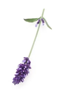 Lavender Stock Photos