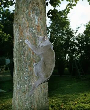 LAVENDER Stock Photos