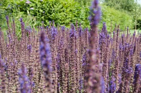Lavender Stock Photos