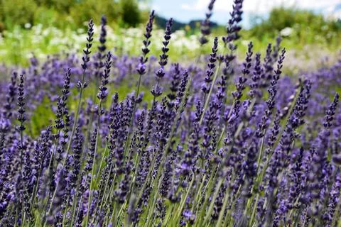 Lavender Stock Photos
