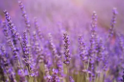 Lavender Foto stock