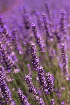 Lavender Stock Photos