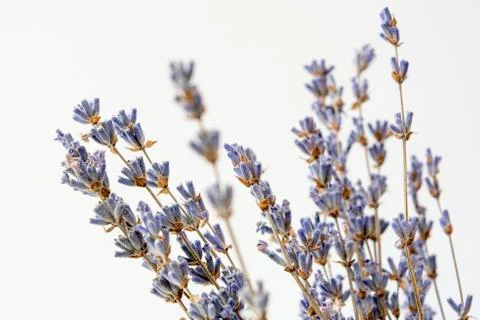Lavender Stock Photos