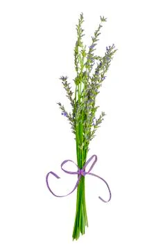 Lavender Stock Photos