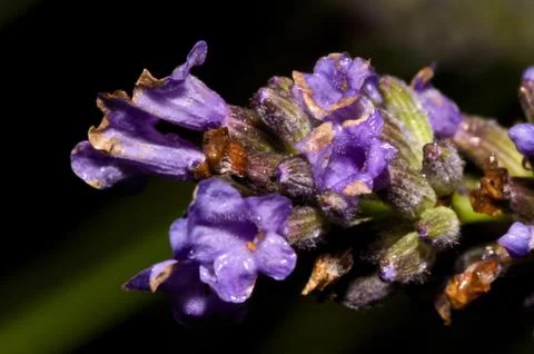Lavender Stock-Fotos