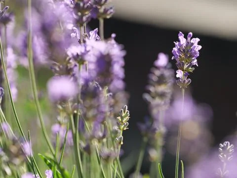 Lavender Stock Photos