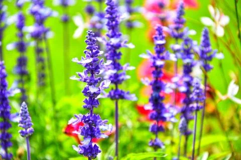 Lavender 写真素材